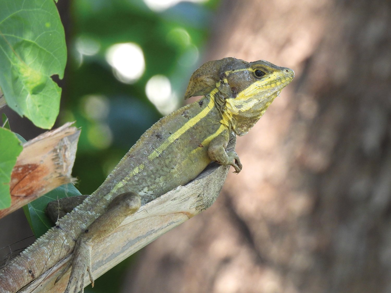 This nonnative brown basilisk was spotted in Clewiston. [Photo courtesy Steve Johnson]